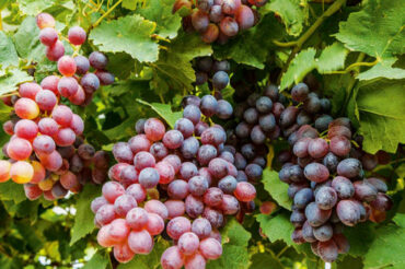 SUN WORLD TABLE GRAPES
