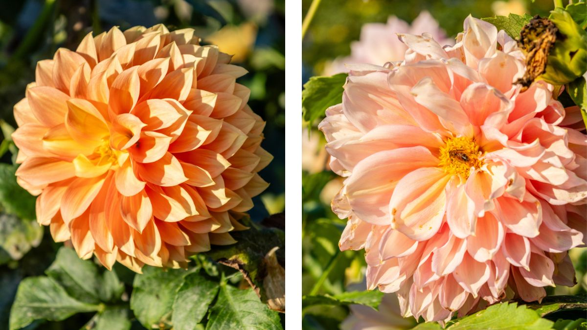 Floral closeups 