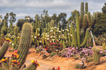 Cactus Celebration
